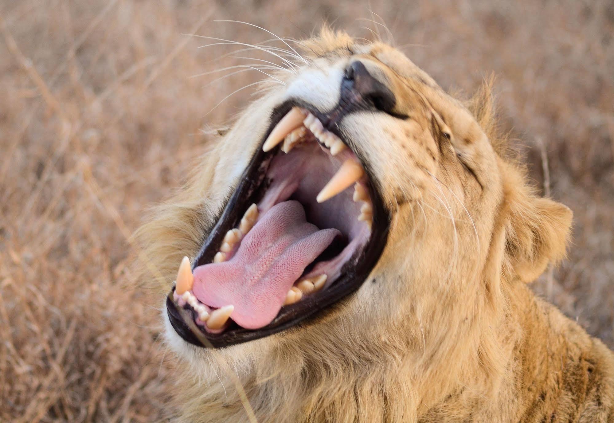 Bona Bona Game Lodge Wolmaranstad 외부 사진