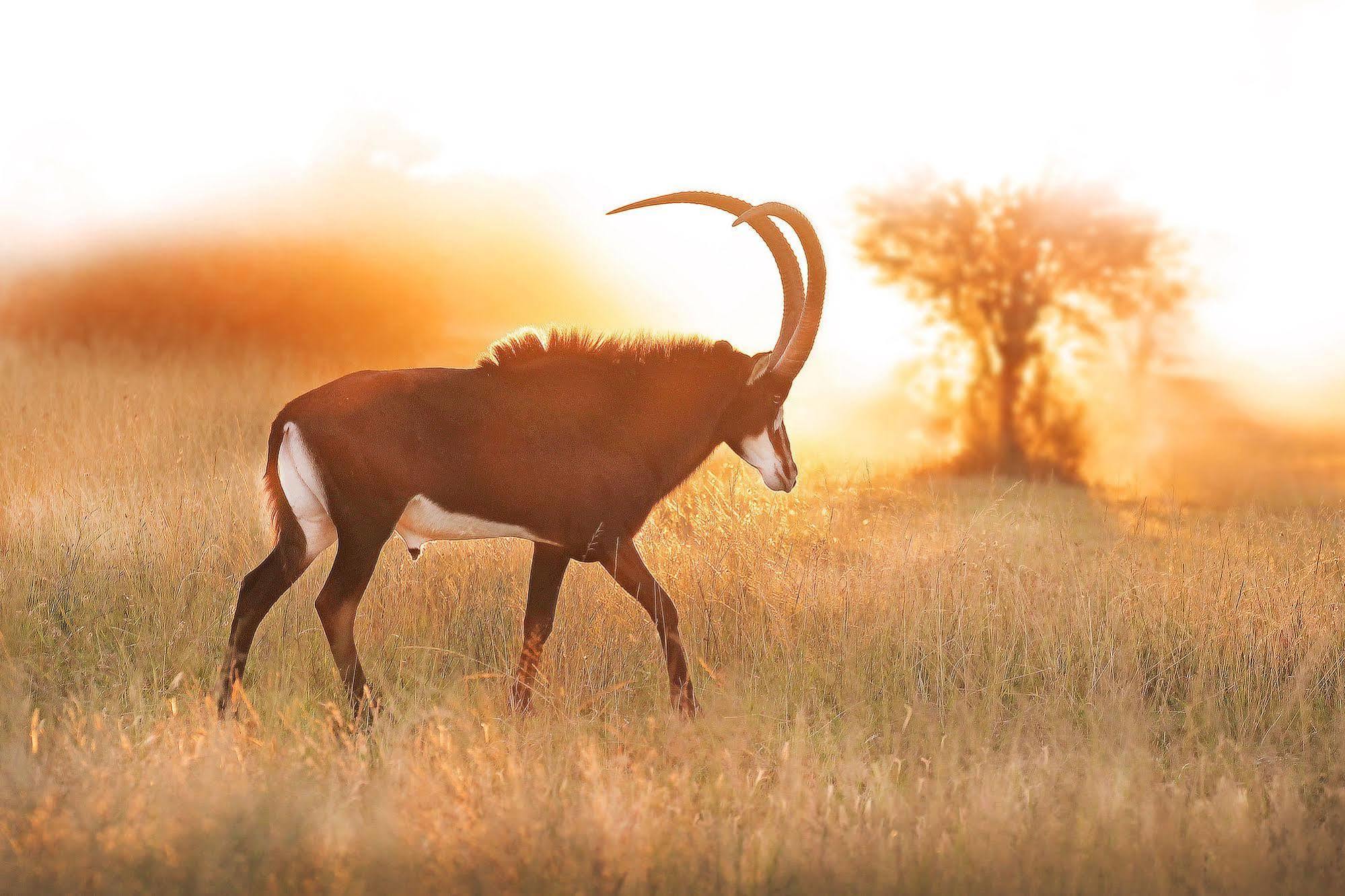 Bona Bona Game Lodge Wolmaranstad 외부 사진