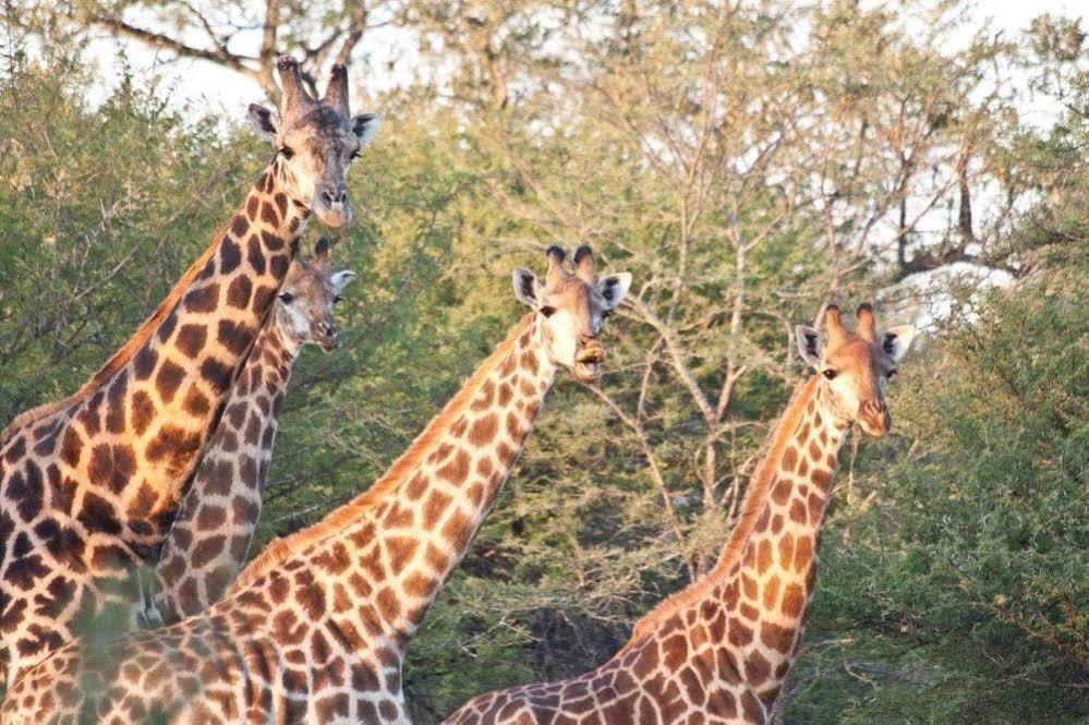 Bona Bona Game Lodge Wolmaranstad 외부 사진